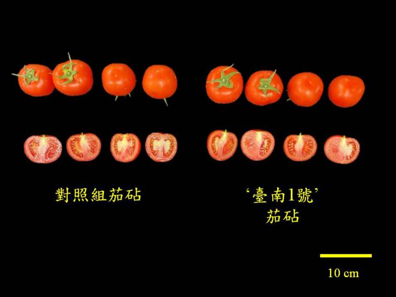 大果番茄嫁接於茄砧‘臺南1號’(右)，果實並未有不良影響，具有穩定之品質表現