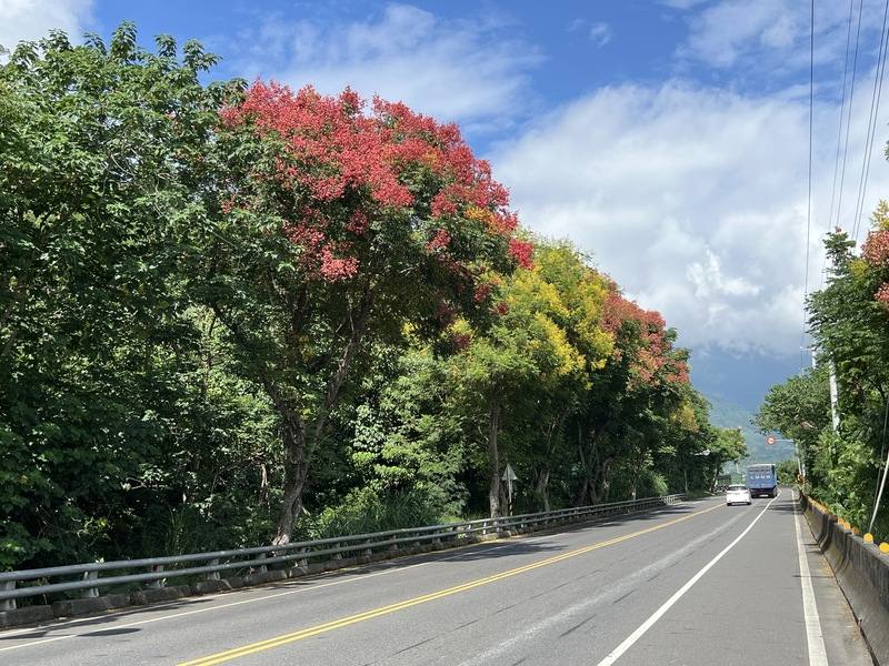 秋花盛開，台東山區、公路旁的台灣欒樹爭相綻放，這波美景將持續至10月中旬過後