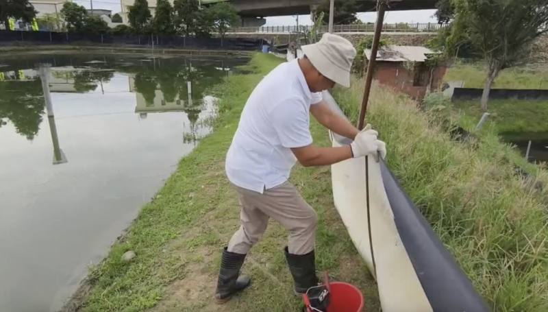 苗栗縣政府輔導養殖的優質大閘蟹即將上市，不巧遇颱風山陀兒來攪局，蟹農30日加強巡視養殖池防護工作，確保排水順暢，同時調控水位避免溢流。（民眾提供）