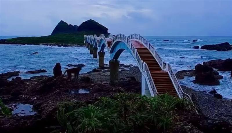 颱風山陀兒逼近，東管處設置在東海岸三仙台的即時影像2日清晨拍到2隻台灣獼猴到岸邊觀浪，坐了一會兒，又疑似不安地走來走去。（東管處提供）