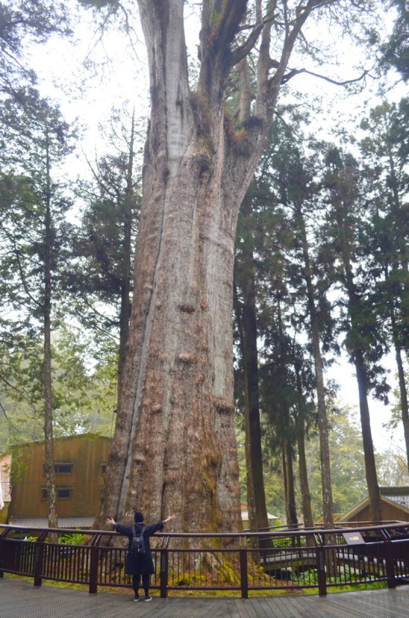 颱風山陀兒減弱為熱帶性低氣壓，林業及自然保育署嘉義分署派員巡視阿里山國家森林樂區，確認遊園安全後，4日上午10時開放遊客進場。圖為阿里山香林神木