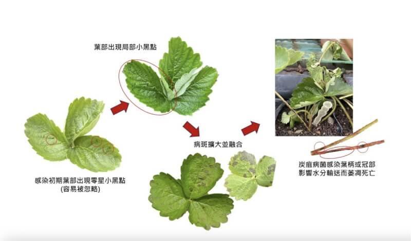 苗栗縣政府農業處表示，自9月調查發現部分草莓苗圃局部發生炭疽病菌感染的葉部病徵，呼籲育苗業者加強巡視、清園作業，若發現罹病株及早徹底清除，並落實精確用藥防治。（苗栗縣政府提供）