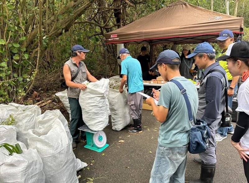 林業及自然保育署新竹分署表示，5日結合台灣紫斑蝶生態保育協會志工和社區民眾，到苗栗縣竹南鎮濱海森林遊憩區展開小花蔓澤蘭防治工作，總計移除435公斤小花蔓澤蘭。（林業及自然保育署新竹分署提供）