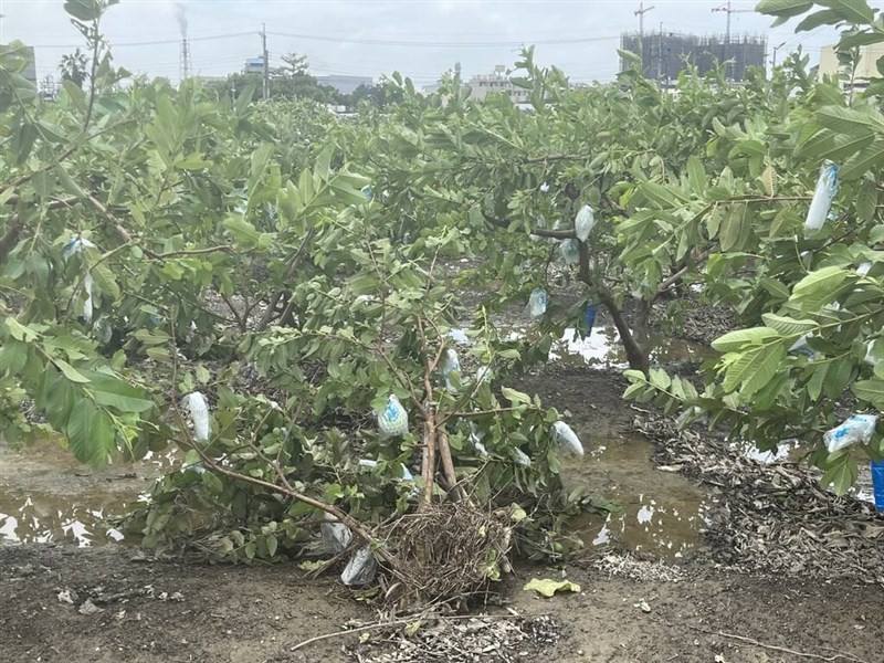 A guava farm is heavily damaged by Typhoon Krathon. Photo courtesy of Kaohsiung Agriculture Bureau