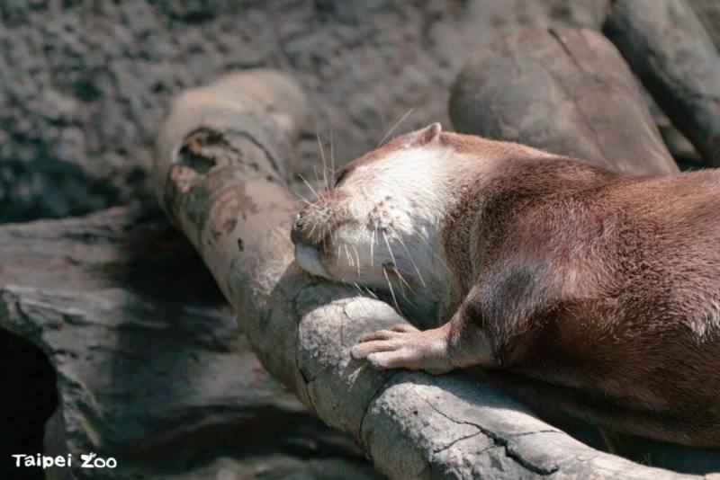 台北市立動物園小爪水獺在漂流木上磨蹭抓癢。（圖取自facebook.com/TaipeiZoo）