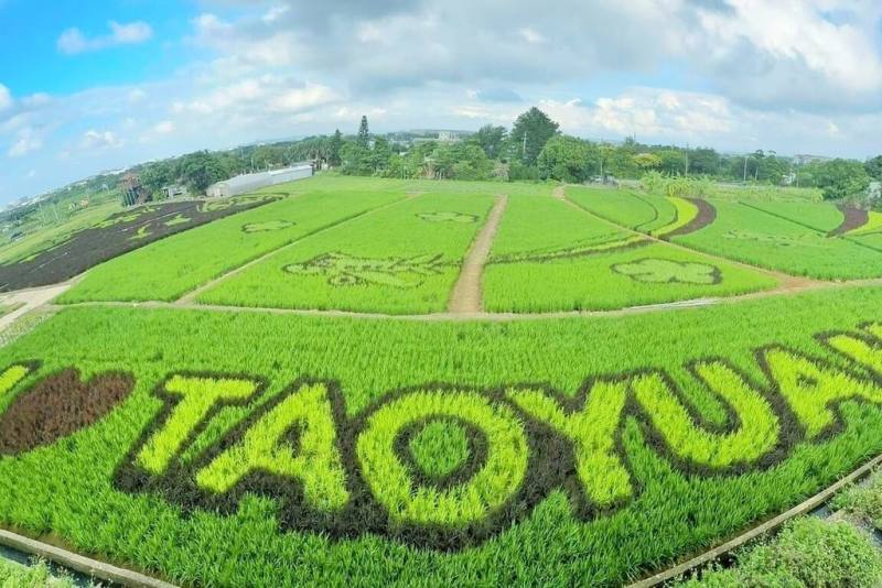 園市政府農業局表示，總面積達4公頃、全國最大的彩繪稻田10月10日至20日期間，將在大園溪海休閒農業區登場，農民以稻田打造飛機、國慶意象以及「I LOVE TAOYUAN」等字樣。（桃園市政府農業局提供）