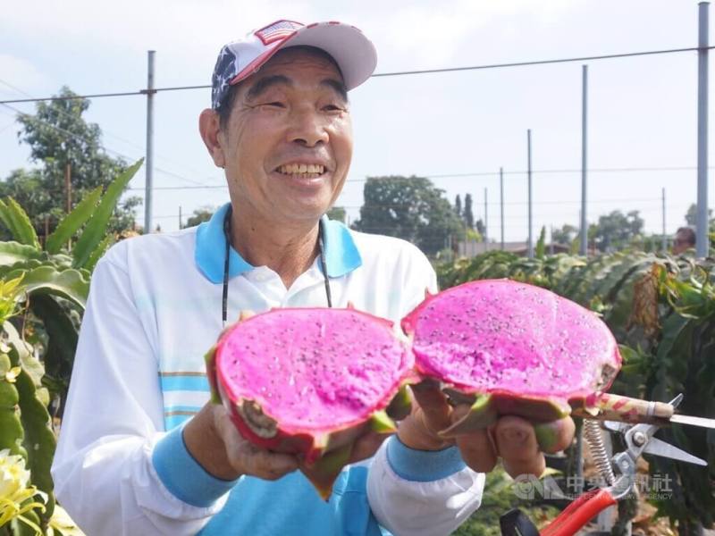 Taiwanese immigrant Liao Ta-sheng (廖大盛) displays dragon fruit grown in his backyard located in California. CNA photo Sep. 28, 2024