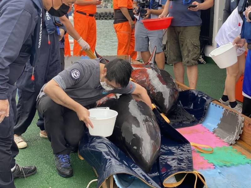 海巡署8日獲報台中鷺鷥林沙灘4隻活體鯨豚擱淺，其中2隻瓜頭鯨後送至基隆收容，經評估狀況尚屬穩定，10日在基隆嶼東北方海域野放。（海保署提供）