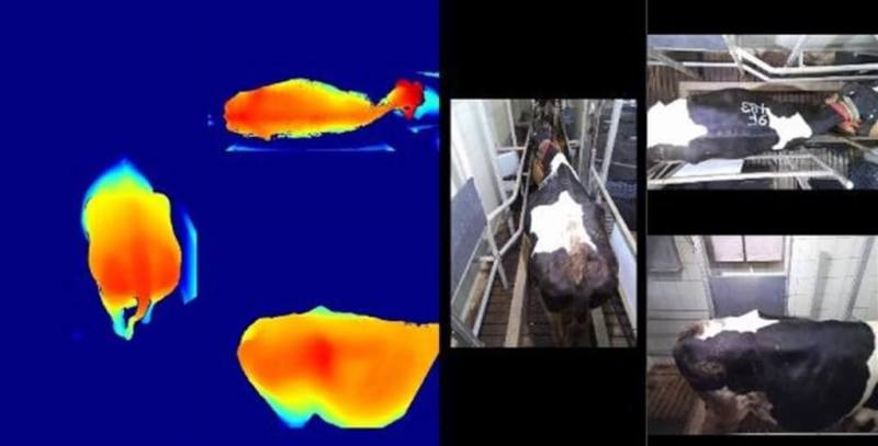 農業部畜產試驗所攜手工研院開發「乳牛3D影像體態量測系統」，可在乳牛經過擠乳通道時迅速捕捉臀部、背部及右側視角的3D影像，藉由AI技術快速評估並掌握牛隻健康情況。（畜試所提供）