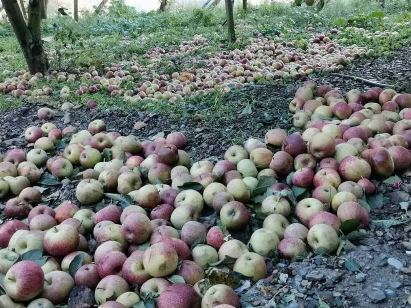 颱風康芮造成台中市梨山地區甜柿、蜜蘋果等落果嚴重，台中市政府統計損失逾新台幣2.8億元。圖為掉落一地的蜜蘋果。（古秀英提供）