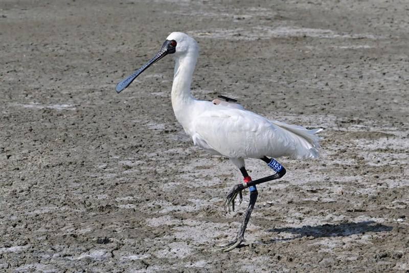 A black-faced spoonbill that was rehabilitated in Taiwan in January returned to the country last month by "hitching a ride" on Typhoon Krathon. Photo courtesy of a private contributor.