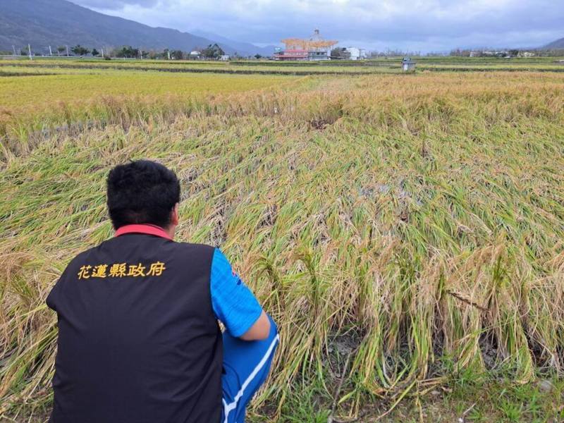 颱風康芮造成花蓮農損嚴重，為加快公所勘查災情速度及效率，協助受災農友及早復耕復建，農業部公告壽豐鄉等7鄉鎮的稻米等農作物勘災簡化。圖為倒伏稻作災害情形。（花蓮縣政府提供）