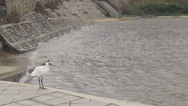 1隻黑面琵鷺日前因失溫導致跌落馬祖南竿清水濕地旁，經過數日觀察與診治後已恢復健康，19日野放回清水濕地，將再持續觀察牠棲息與覓食狀況。