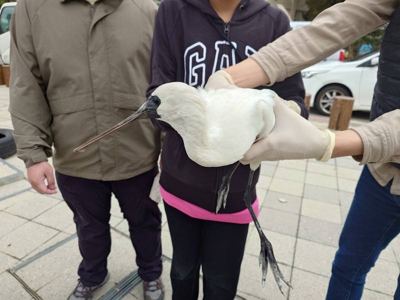 1隻黑面琵鷺日前因失溫導致跌落馬祖南竿清水濕地旁，在獸醫與當地鳥友接力照顧下恢復健康，19日野放回清水濕地。