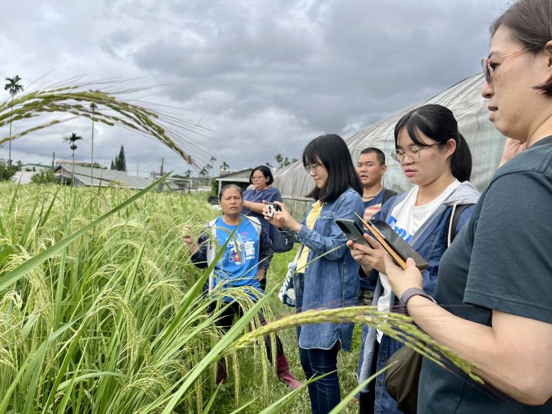 邦查農場種植復育Falinono約20株，進行種子保存與二期續作，以導覽解說其意涵與重要性