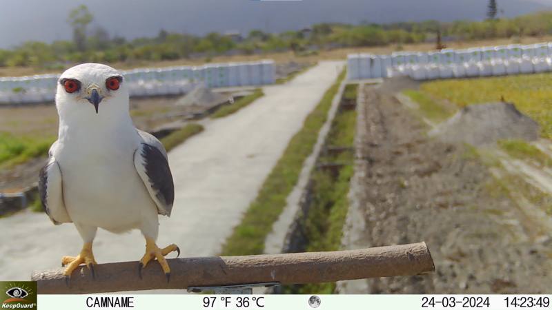 企業支持部落農友架設猛禽棲架，提供黑翅鷹棲息處，而黑翅鷹亦會捕食田裡老鼠，減少農田損害