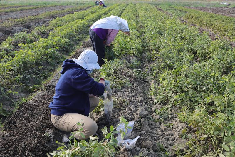 土壤採樣進行肥力與微生物分析