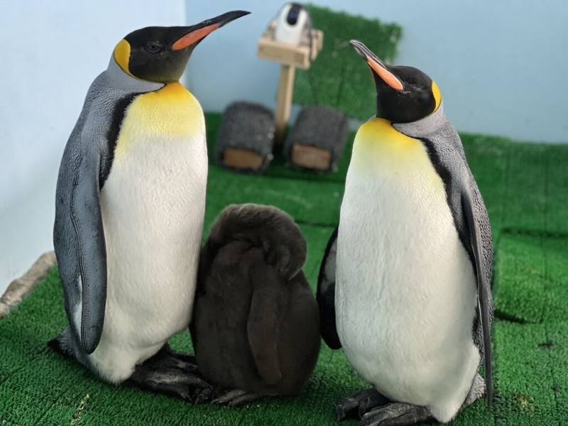 台北市立動物園借殖至桃園Xpark水族館的國王企鵝「嘟胖」（右）順利孵出寶寶，館方也舉辦命名活動，吸引不少網友發揮創意取名。左為國王企鵝爸爸「烏龍茶」。（台北市立動物園提供）