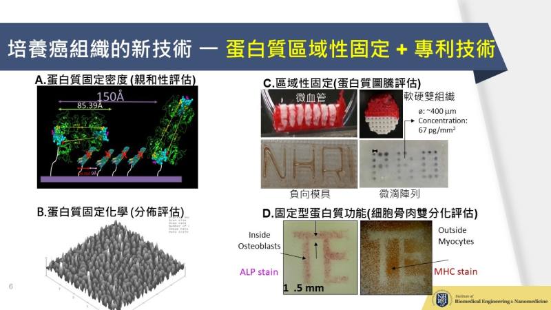 培養癌組織的新技術-蛋白質區域性固定+專利技術