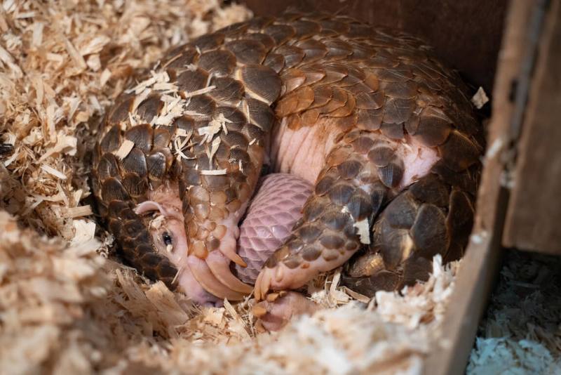 台北市立動物園25日表示，園內救傷收容的2隻穿山甲「穿莓」及「生多」各自產下寶寶，2隻新生兒都健康成長，邀請民眾一起票選命名。（台北市立動物園提供）