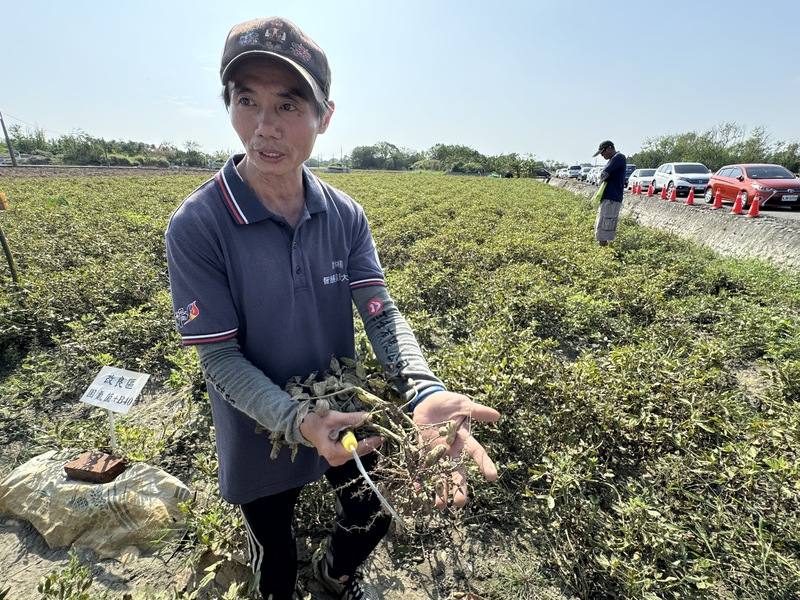 台南區農業改良場25日在雲林縣北港鎮辦理示範觀摩會，農友張志郎（圖）分享利用微生物製劑解決連作障礙，實現環境友善與生物保護的根部病害預防，達到降低土壤病源、增加落花生產能的目標