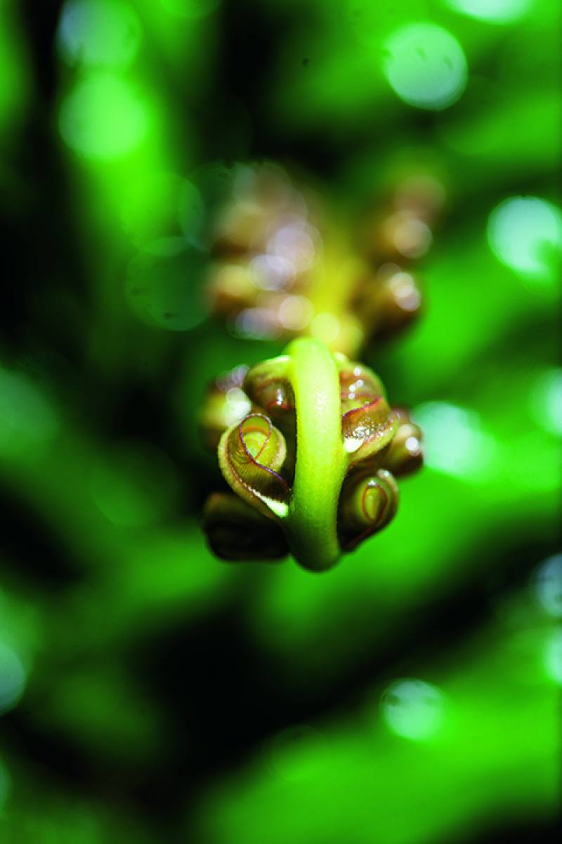 Looked at from different angles, ferns’ unique “croziers”—the swirl-shaped sprouts of new fronds—offer different visual experiences to the viewer.​​