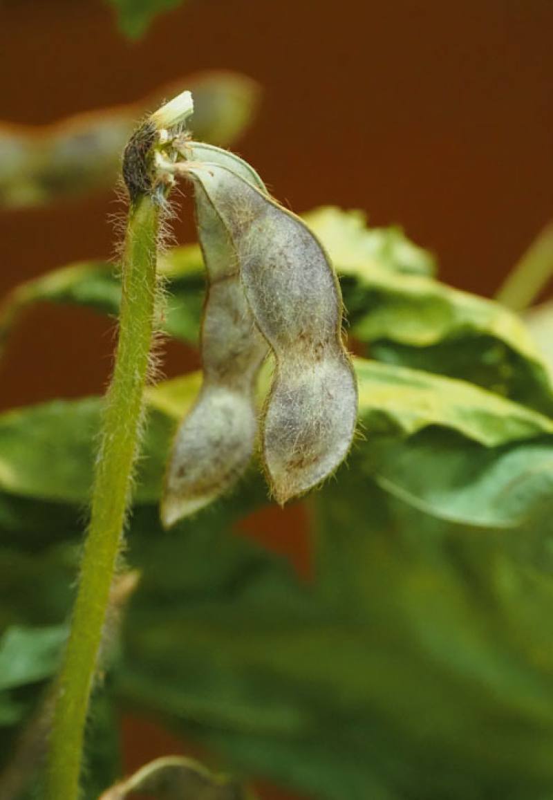 種植黑豆有助增加土壤含氮量與有機質，得以減少化學肥料的使用