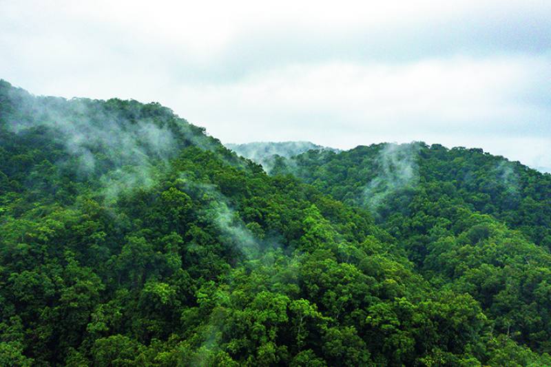 台灣北北基宜的多變地形，以及雲霧繚繞的高濕度環境，是樹蕨的理想生長環境