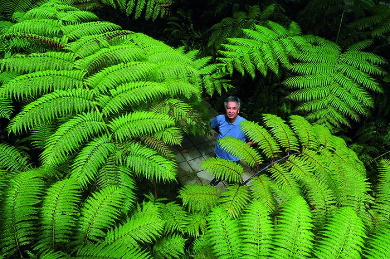 Kuo Chen-meng, president of the Taiwan Ecotourism Association, has transplanted a piece of Taiwan’s mountain forests into an urban business district, recreating a scene from the Jurassic period. (photo by Jimmy Lin)​​