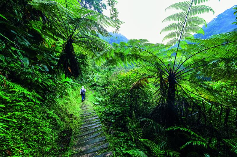 The fronds of tall tree ferns form overhead feather-shaped umbrellas in the forest. This is a collective memory shared by mankind and the dinosaurs.​​