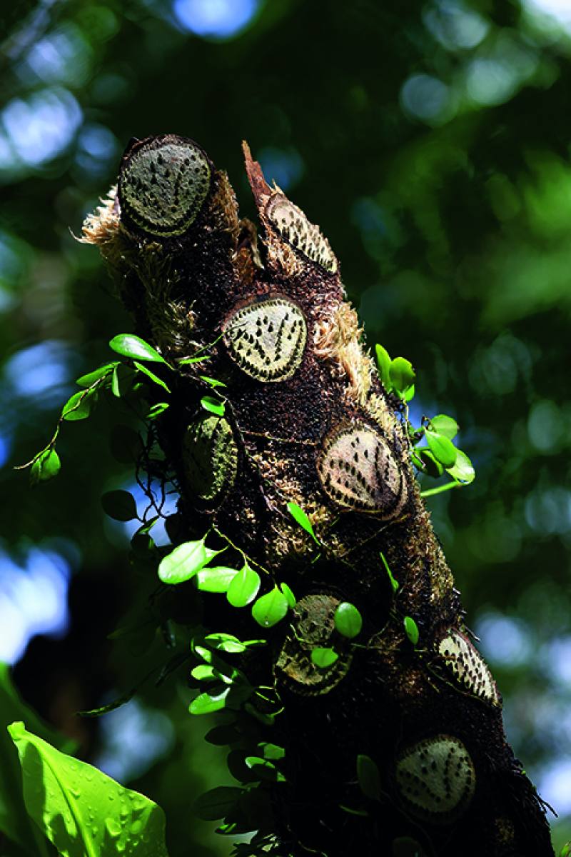 The distinctive scars left when old fronds fall are the reason why the flying spider-monkey tree fern is also known as the “snake tree.” (photo by Jimmy Lin)​​