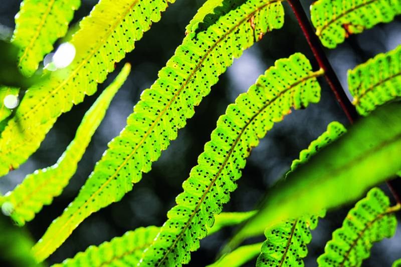 The black spots appearing on the leaves of ferns are the main means by which these plants reproduce: spores.​​