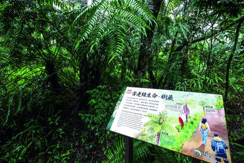 In the suburban mountain areas of Northern Taiwan one can see tree ferns such as the spiny tree fern and flying spider-monkey tree fern everywhere.​​