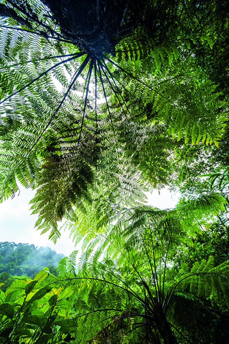 One of the ways to tell tree ferns apart from most seed-bearing plants is by their distinctive feather-shaped fronds, made up of compound leaves.​​