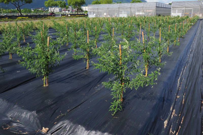 The Organic Agricultural Research Institute is helping indigenous farmers with mechanized harvesting of pigeon peas. If efficiency can be improved, production will increase and the peas can be sold to retail chains.