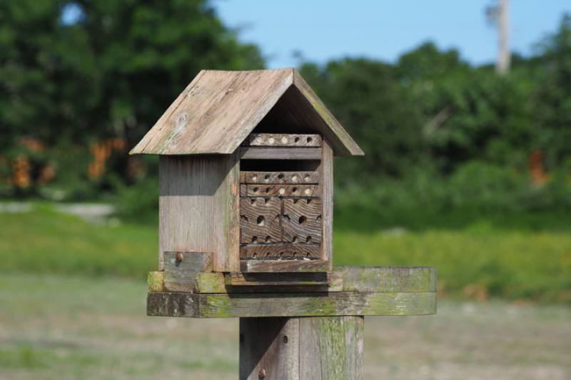 This “solitary bee hotel” set up in a field offers a home to solitary bees and wasps, which can moderate pest damage and can act as pollinators. They have become indicators of ecological farming.