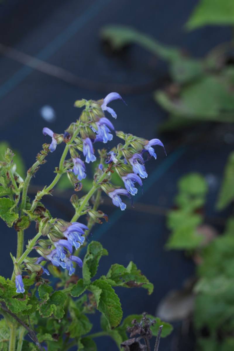 Organic cultivation of herbs for Traditional Chinese Medicine can provide Taiwan with a competitive advantage in the health food and supplements market. The photo shows redroot sage (Salvia miltiorrhiza).