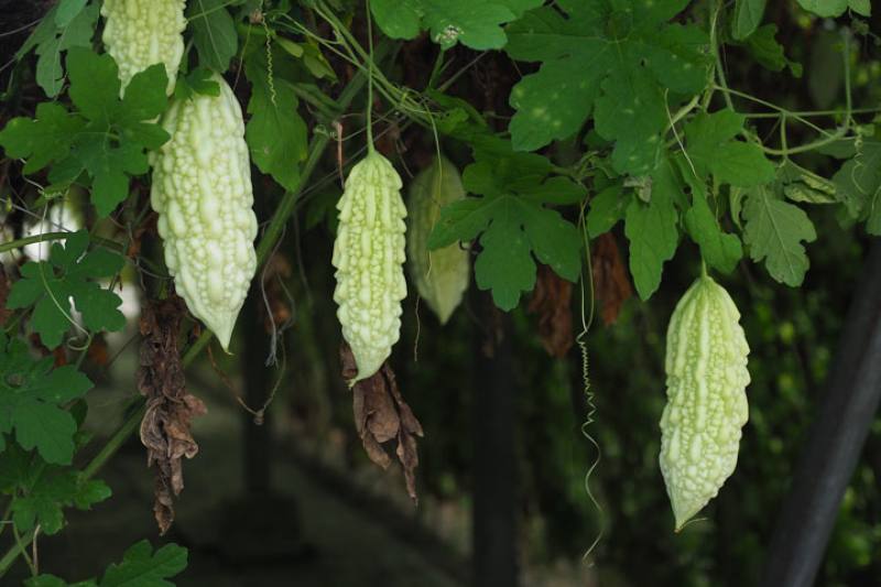 Hualien No. 7 bitter gourd is beneficial for the kidneys. Meanwhile, research is ongoing with Hualien No. 8 to extract a substance that can inhibit the growth of breast cancer cells from both the leaves and the fruit of the plant.