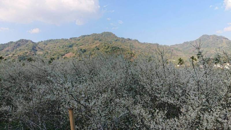 台中市新社區福興里梅花盛開，雪白梅花綻放枝頭，市府觀光旅遊局預估花期將持續至1月下旬。（市府提供）