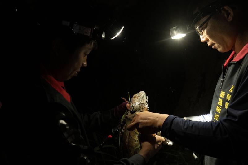 Two hunters attempt to restrain a green iguana. CNA photo Jan. 5, 2025