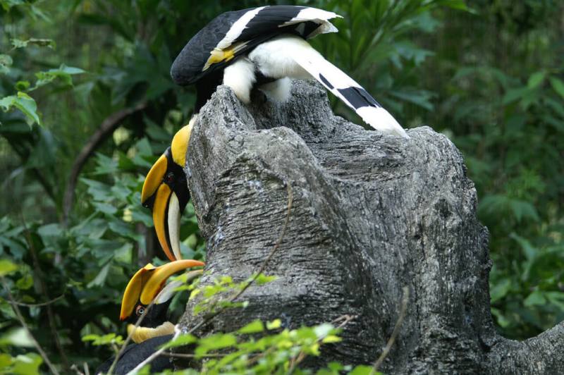 台北市立動物園7日表示，自泰國來台逾23年的雌性雙角犀鳥「白目」因嚴重體腔發炎不治死亡，動物園將密切關注牠的雄性伴侶「紅目」的健康狀況。圖為「紅目」、「白目」彼此互動良好，會互相餵食。（台北市立動物園提供）