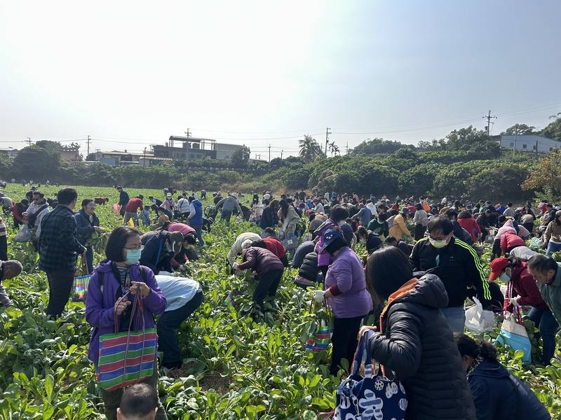 彰化芬園鄉農會舉辦的千人拔蘿蔔活動，11日在芬園寶藏寺登場，當主辦單位放鞭炮宣布活動正式開始，民眾一擁而上開始拔蘿蔔