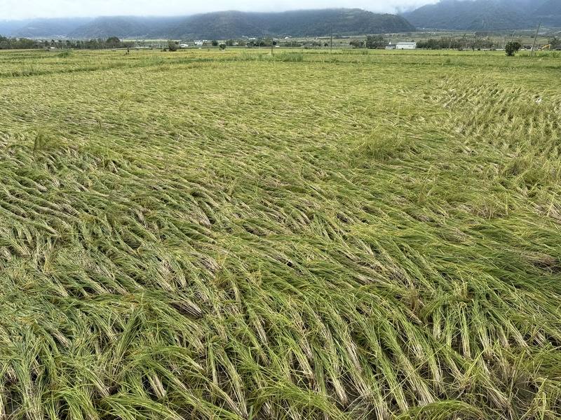 民國113年颱風康芮造成花蓮縣南區玉里鎮、富里鄉稻米農損嚴重，二期稻作成重災區，逾3000多公頃稻田受創，農業部核定第一批救助金已於近日入帳，盼助農民過好年。圖為113年11月2日富里鄉稻田受災倒伏情形