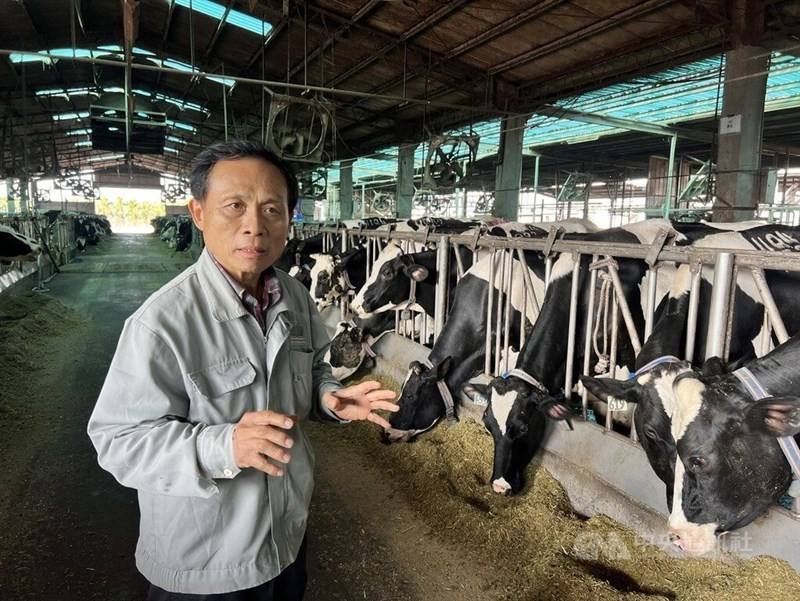 Chen Tung-chieh talks about his milk cattle and the quality of Taiwan's fresh milk at his dairy farm in Pingtung. CNA photo Jan. 12, 2024