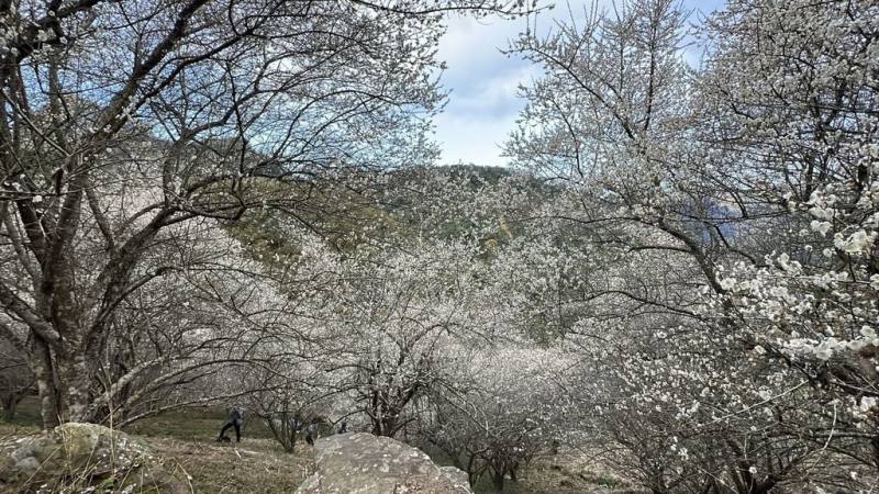 冷氣團接連報到，苗栗縣泰安鄉南清聯絡道路山坡旁的富興梅園上百棵梅樹近期盛開，一大片雪白覆蓋枝頭，吸引民眾前來賞梅。（民眾提供）