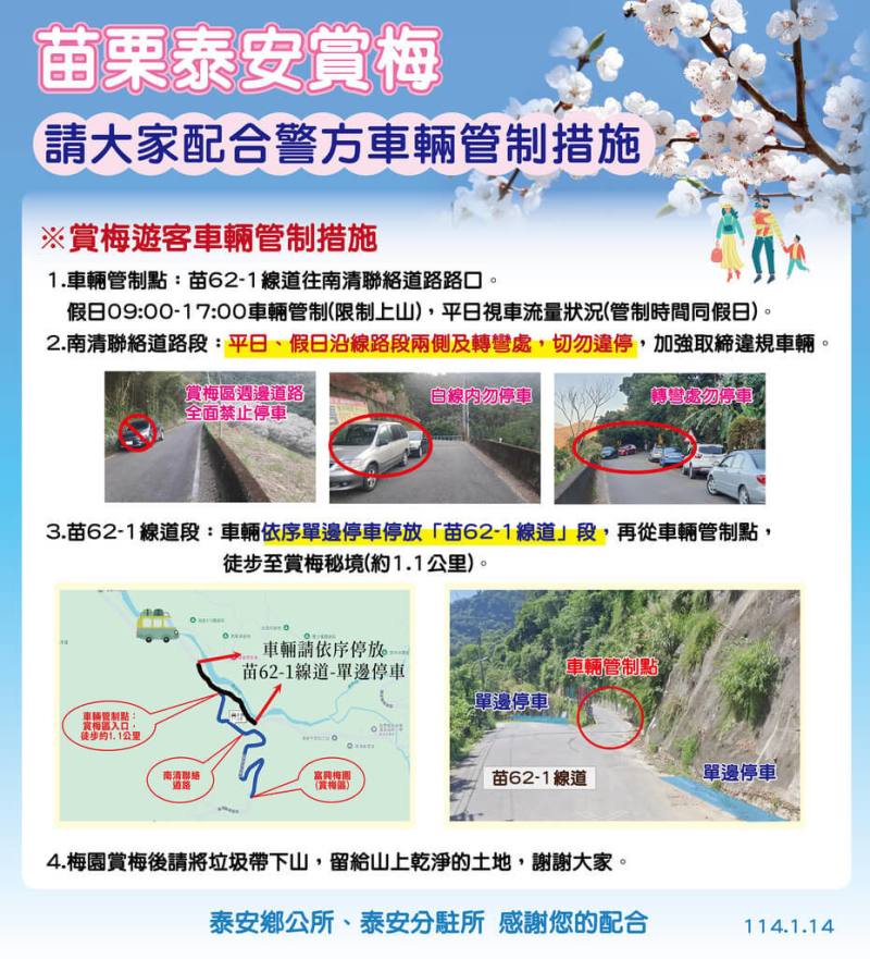 苗栗縣泰安鄉南清聯絡道路旁逾百株梅花盛開，吸引遊客蜂擁而至，鄉公所14日公布車輛管制措施，將於苗62-1線往南清聯絡道路路口設管制點，假日上午9時至下午5時進行車輛管制（限制上山）。（泰安鄉公所提供）