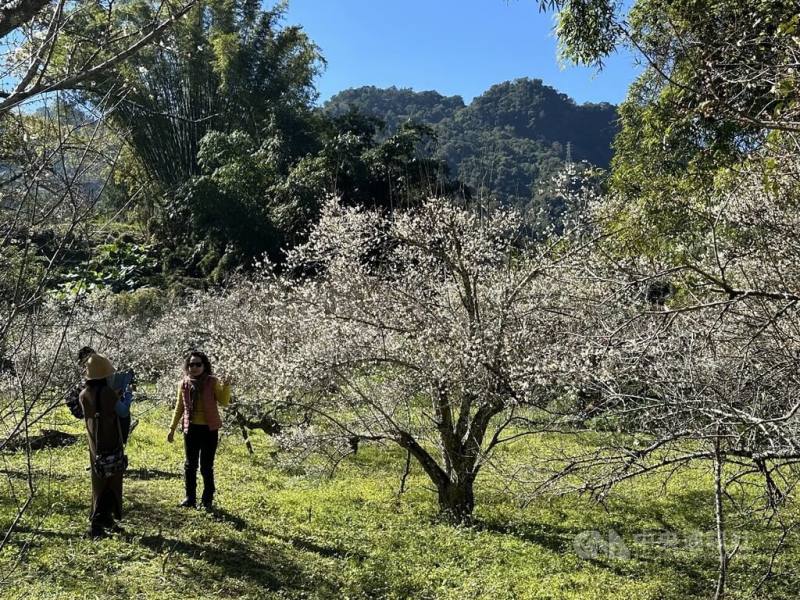 台中市新社區福興里種植大批梅樹，現在梅花已開7成，許多遊客前往賞花、拍照