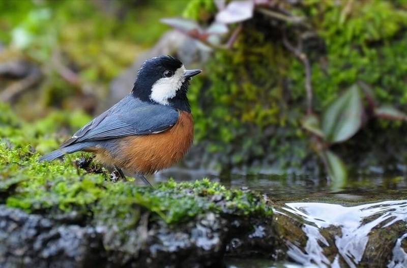 Taiwan's indigenous bird Sittiparus castaneoventris, or chestnut-bellied tit. Photo taken from Wikipedia (Robert tdc, CC BY-SA 2.0)