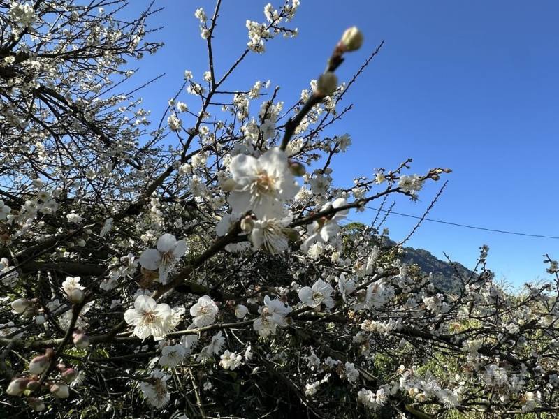 台中市新社區福興里種植大批梅樹，現在梅花已開7成，冷氣團助攻預計將進入大爆發時期，花期預計持續到農曆春節