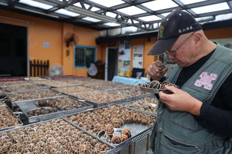 「酸柑茶人」劉還月投入十數年的歲月製茶、試茶，研發半顆茶，希望讓更多人認識酸柑茶，傳續客家文化